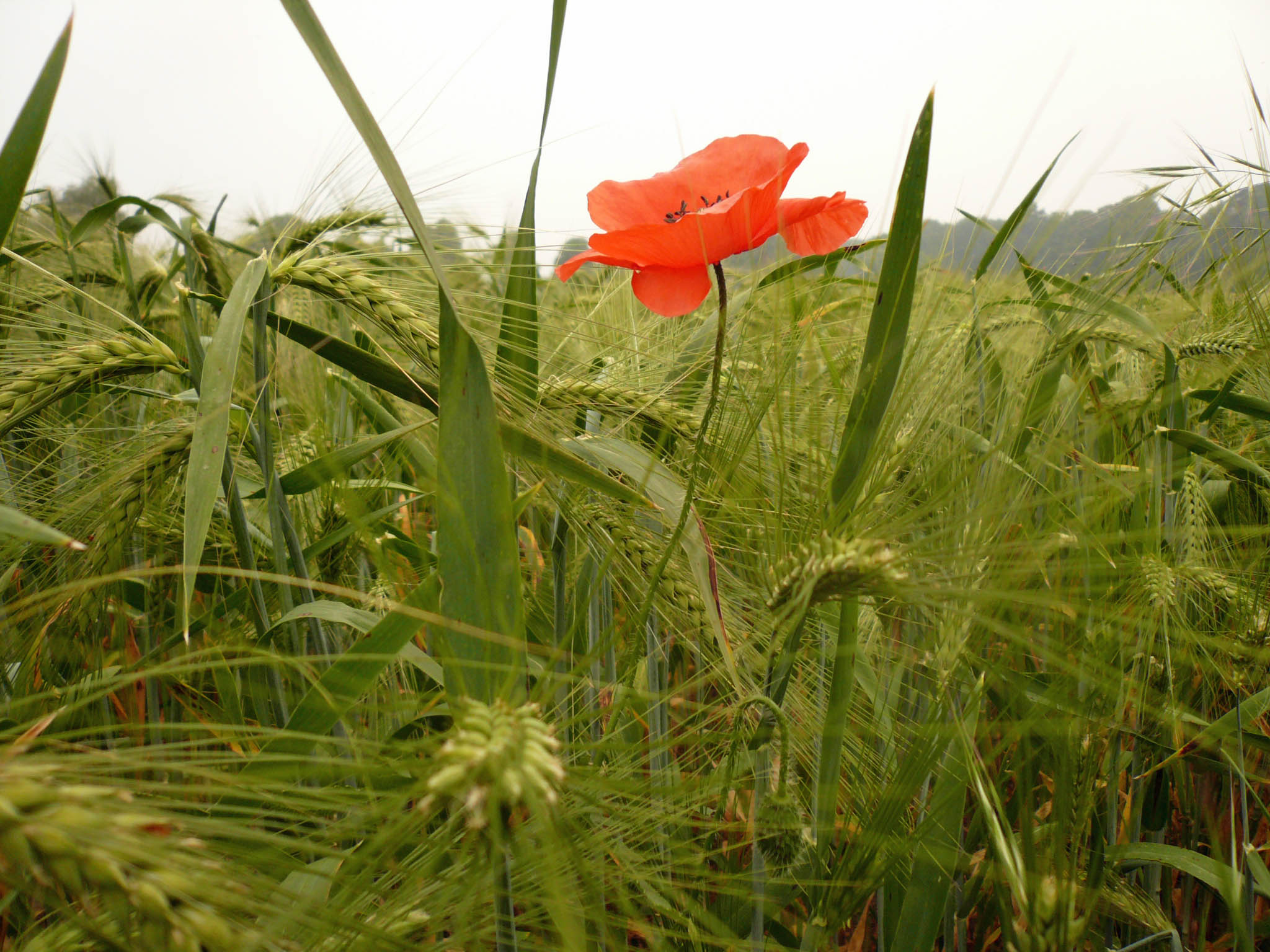 Mohnblume