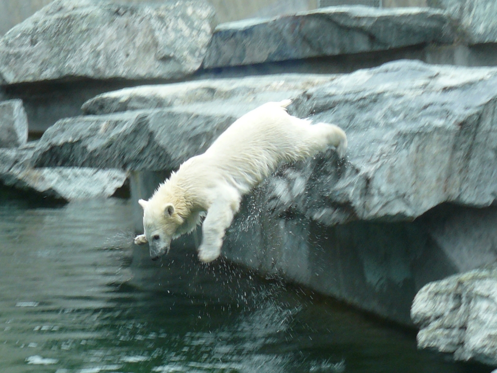 Wilbär aus Stuttgart