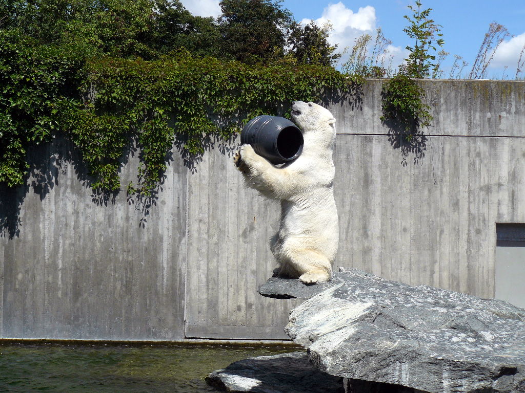 Eisbär Anton
